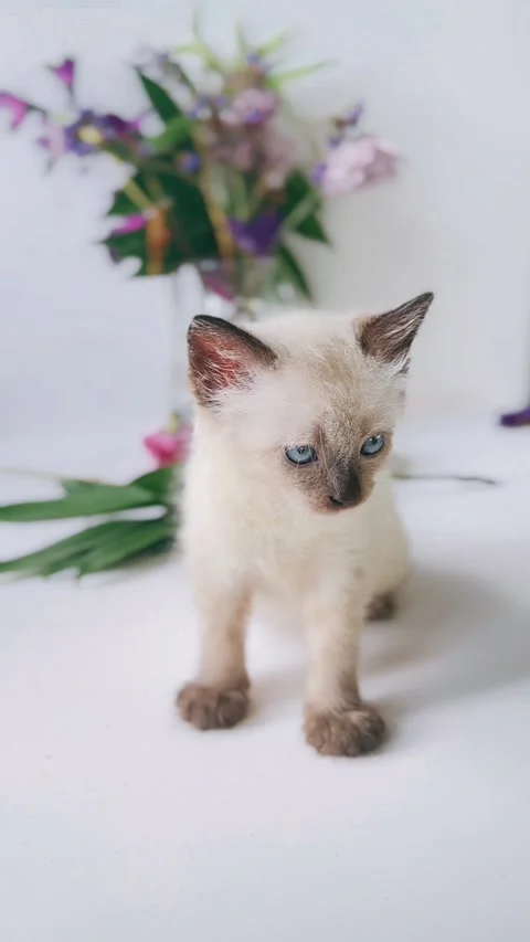 Adorable, fluffy, Siamese kitten, studio setting, looking at camera, Stock Footage 290800812