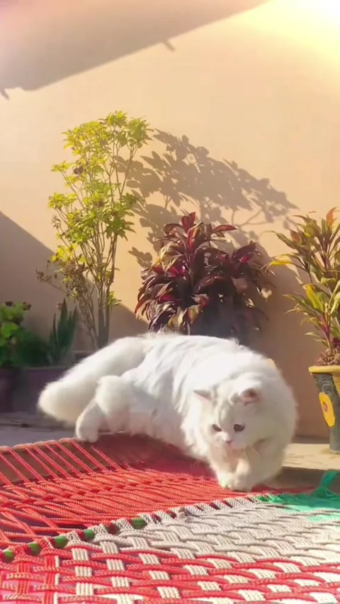 Adorable Fluffy White Persian Cat Playing on a Traditional Charpai Video stock 340109012