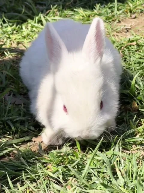 Adorable fluffy white rabbit with pink eyes sitting on green grass Stock Footage 335249347
