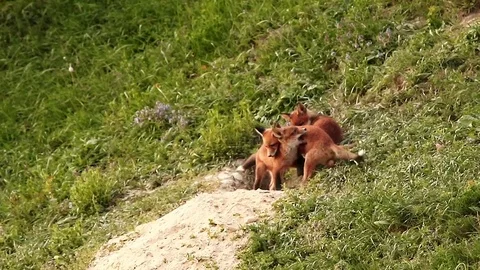 Adorable fox cubs playing in front of the den Stock Footage 80981369