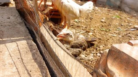 Adorable free-range chicks exploring the yard Stock Photos