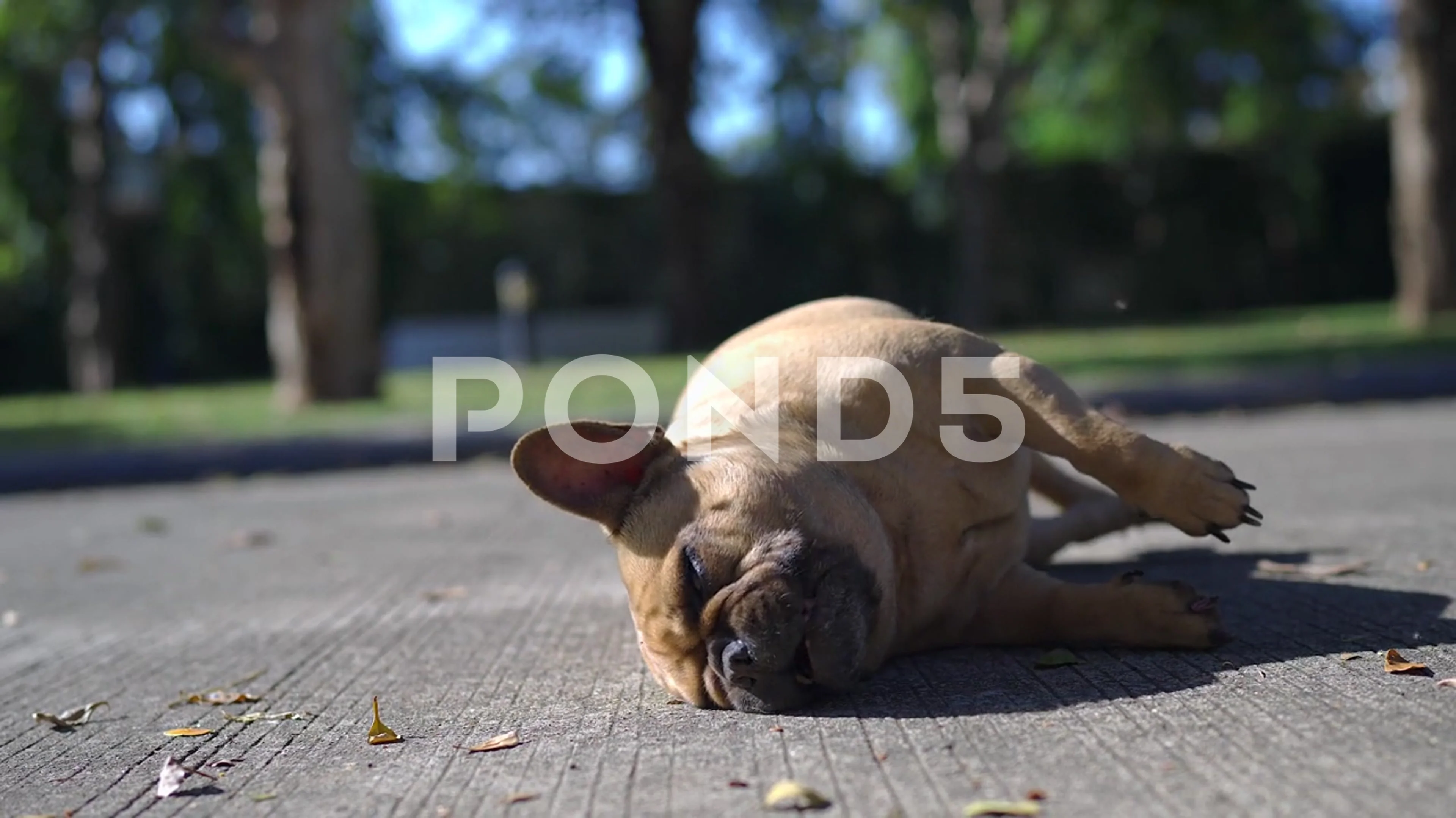 Bulldog scratching store