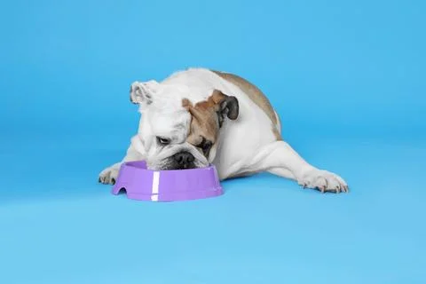 Adorable funny English bulldog with feeding bowl on light blue background Stock Photos