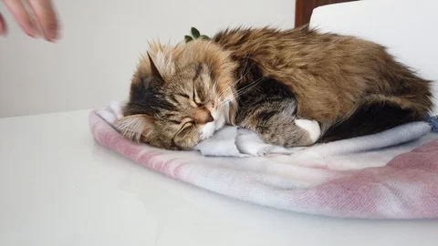 Adorable fur cat sleeping on a table and caressed by the owner Vídeo Stock 127701575