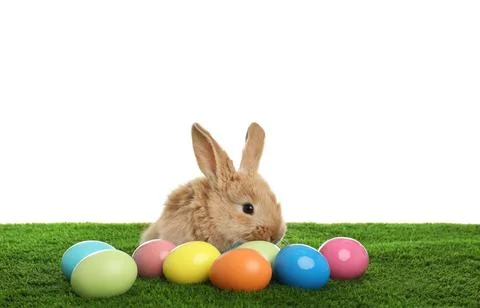 Adorable furry Easter bunny and dyed eggs on green grass against white backgr Stock Photos
