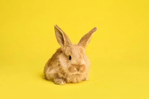 Adorable furry Easter bunny on color background Stock Photos