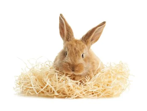 Adorable furry Easter bunny with decorative straw on white background Stock Photos