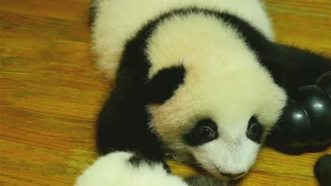 Adorable Giant Panda Cub Lying on Wooden Floor at Chengdu Research Base, Sichuan Видео 337802176