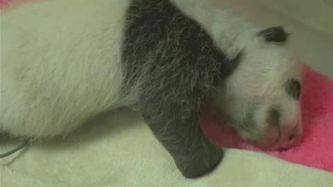 Adorable Giant Panda Cub Sleeping Peacefully on a Soft Blanket in Sichuan, China 動画素材 337802234