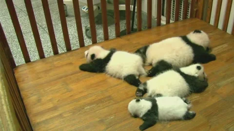 Adorable Giant Panda Cubs Resting in a Nursery in Sichuan, China Stock Footage 337802142