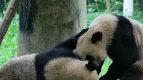 Adorable Giant Pandas Nuzzling Affectionately in Sichuan, China 库存影片 337801204