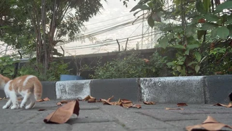 An adorable ginger and white kitten walking along the edge of a sidewalk Stock Footage 312586430