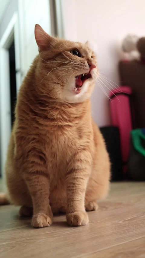 Adorable ginger cat grooming itself and looking around curiously Stock Footage 338433763
