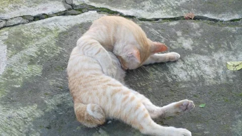 An adorable ginger cat is lying on its back. Stock Footage 322120108