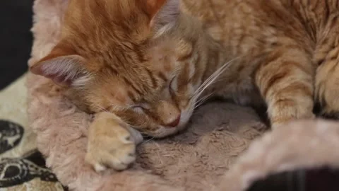 Adorable Ginger Cat Napping on Soft Blanket Stock Footage 348155988