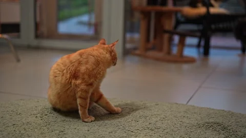 Adorable ginger cat sitting on green rug in cozy home, grooming its fur. Video stock 342741280