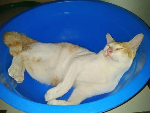 Adorable ginger cat sleeping inside blue bucket. Stock Photos