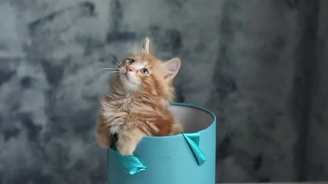 Adorable Ginger kitten in blue gift box Stock Footage 167797872