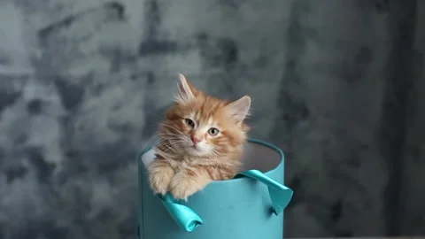 Adorable Ginger kitten in blue gift box Video stock 167797882