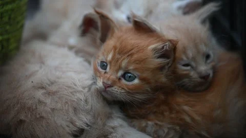 Adorable ginger kitten resting on fluffy white kitten Vídeo Stock 306049697