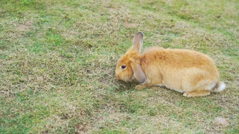 Adorable ginger rabbit with long ears sitting on a grassy lawn outdoors. Fl.. Stock Footage 335359239
