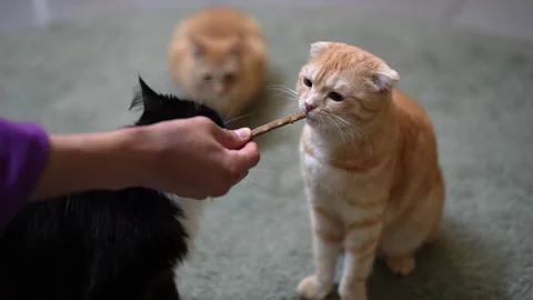 Adorable ginger Scottish Fold cat licking delicious treat stick from person Видео 342766699