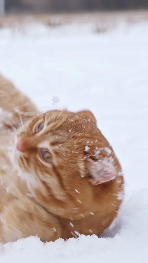 Adorable ginger tabby cat playfully rolling in the pure white snow during a Vídeos de archivo 342908835