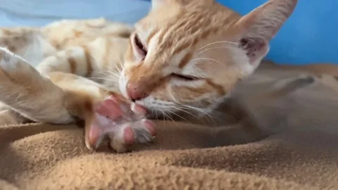 Adorable ginger white cat lying on bed and licking her pink paws with a cute Stock Footage 218463113