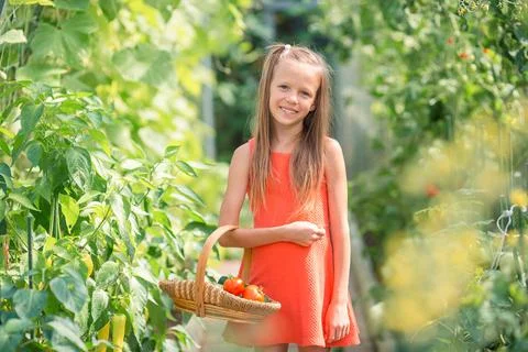 Adorable girl harvesting cucumbers and tomatoes in greenhouse. Portrait of kid Stock Photos