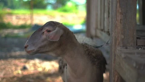 Adorable goat looking straight into the camera. In farm standing beside barn. Stock Footage 157567200
