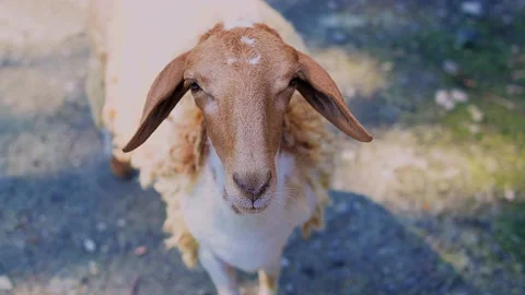 Adorable goat looking straight into the camera. In goat farm. Stock Footage 157567676