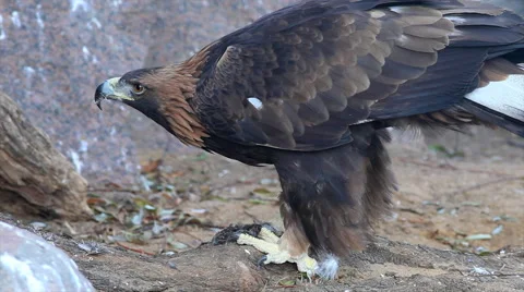 Adorable golden eagle, side view, Aquila chrysaetos, plucking little bird Stock Footage 46573244