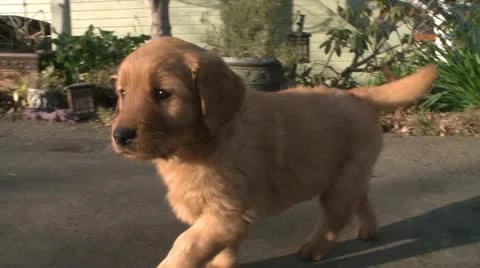 Video of Golden Retriever Puppy Going Down a Slide