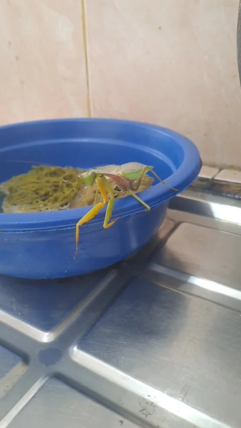 Adorable grasshopper Stock Footage 299882712