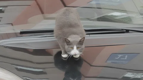 Adorable gray and white cat resting on the hood of a black car. The feline's Stock Footage 346547478