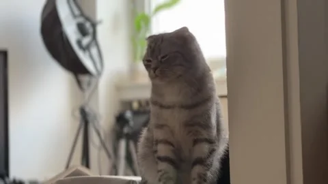 Adorable gray cat looking at the camera Stock Footage 258367274