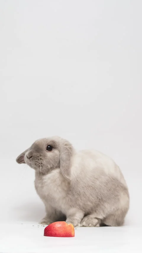 Adorable gray dwarf rabbit chewing in the background, focus on apple slice. V Vídeo Stock 236714066