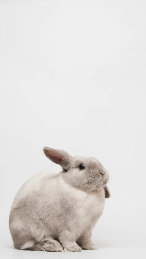 Adorable gray dwarf rabbit sitting and eating hay on white background. Vertic Video stock 236713089