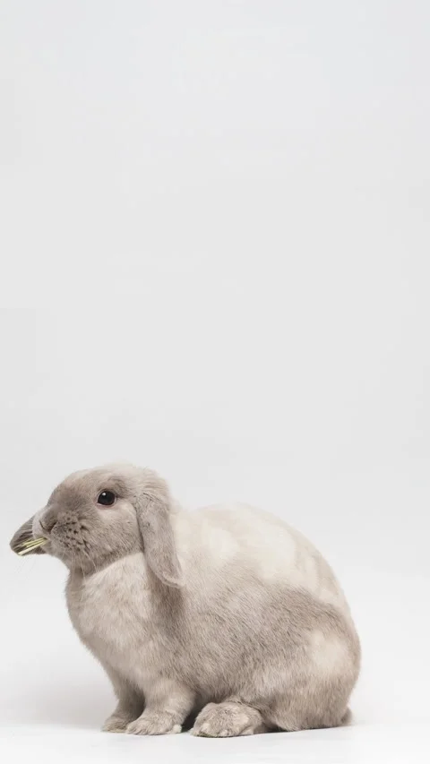 Adorable gray dwarf rabbit sitting and chewing hay on white background. Verti Stock Footage 236713786