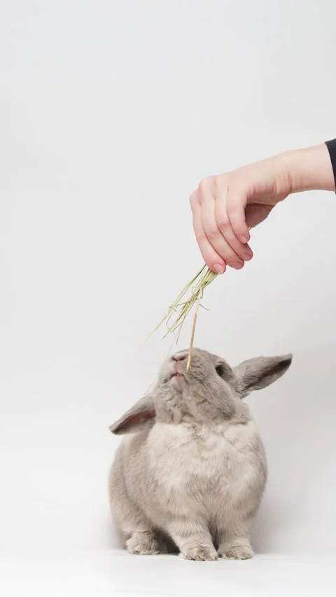 Adorable  gray dwarf rabbit sitting, reaching up, eating hay from woman's han Stock Footage 236713841