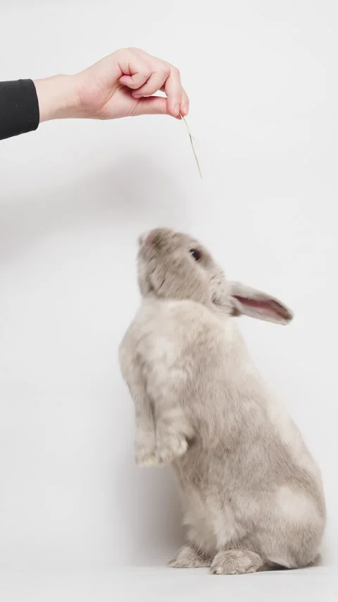 Adorable gray dwarf rabbit standing on two hind legs, reaching up, eating hay Video stock 236713611