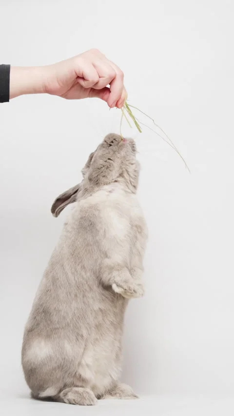 Adorable gray dwarf rabbit standing on two hind legs, reaching up, eating hay Stock Footage 236713612