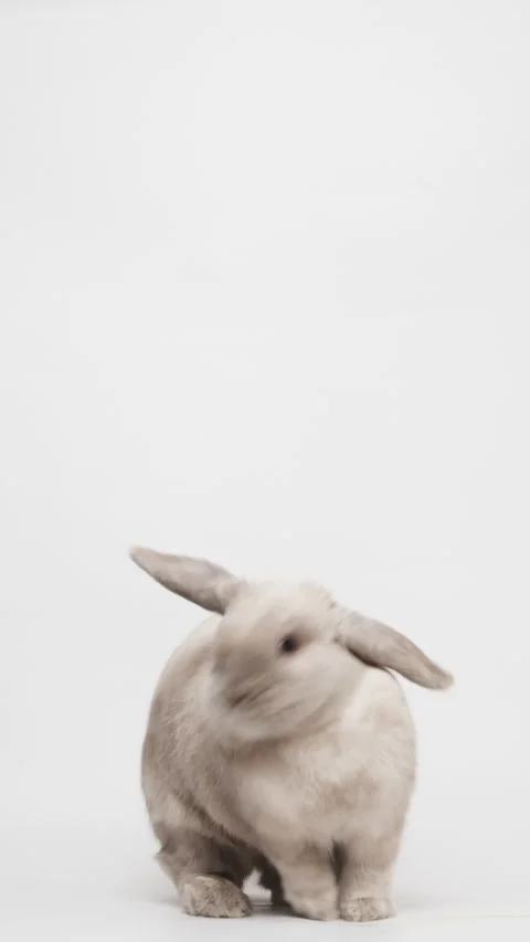 Adorable gray dwarf rabbit standing on two hind legs, reaching up, looking fo Stock Footage 236713789