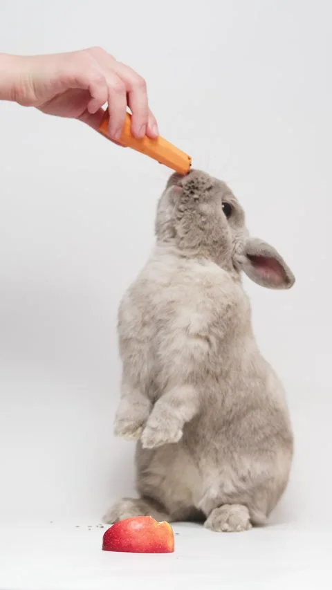 Adorable gray dwarf rabbit standing on two hind legs, reaching up, sniffing c Video stock 236714292