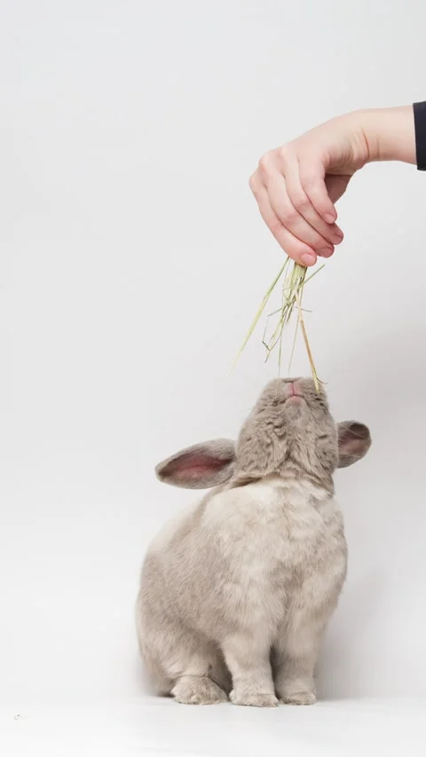 Adorable gray dwarf rabbit standing on two hind legs, reaching up, eating hay Stock Footage 236714314