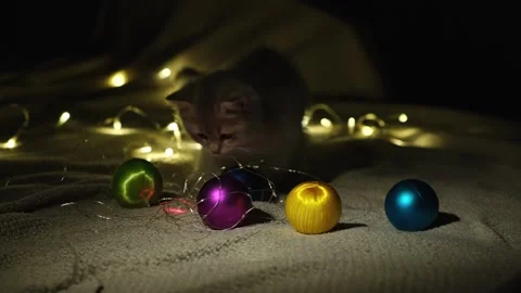 Adorable gray kitten playing with blinking garland. Stock Footage 285742665