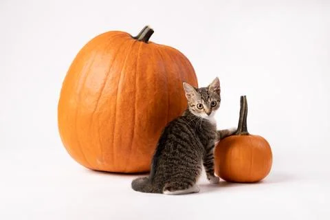 Adorable gray kitty sitting between two pumpkins against a white background. Stock Photos