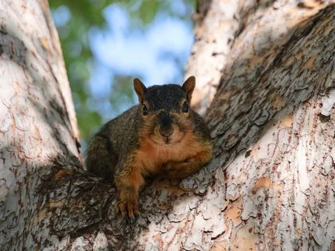 Adorable Gray Squirrel Getting Ready for Winter Stock Photos