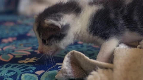 Adorable gray tabby taking first steps kitten Stock Footage 292997862