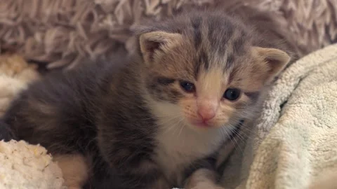 Adorable gray tabby weeks old kitten portrait Video stock 284008190